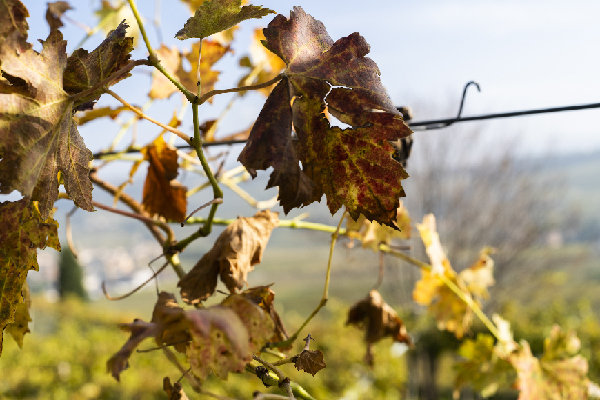 Santa Sofia, Valpolicella del cuore