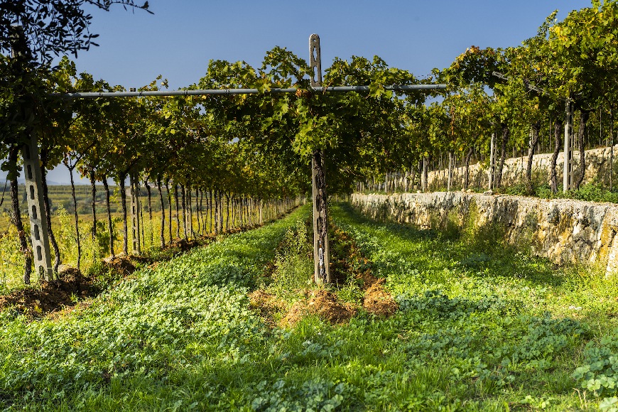 Santa Sofia, Valpolicella del cuore